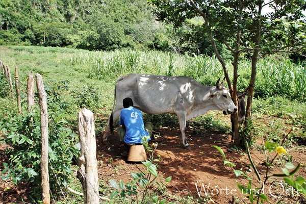 Bauern in West-Kuba melkt seine Kuh.