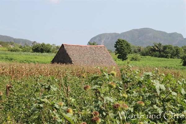 Hütte zum Tabaktrocknen im Tal von Vinales