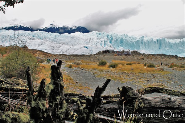 Blick über Totholz auf den Perito-Moreno-Gletscher