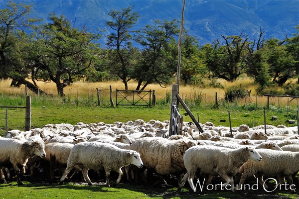 Herde Schafe in Patagonien